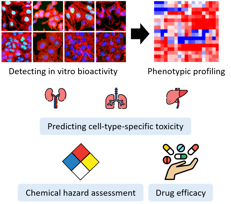 Cell Based Phenotypic Analysis For The Evaluation Of The Different