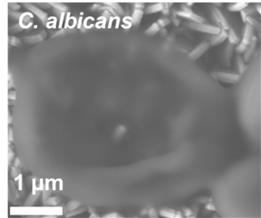 Yugen_Lab_CA on ZIF