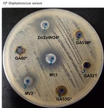 Yugen_Lab_diffusion assay