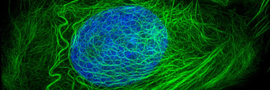 keratinocytes_OMX 900x300