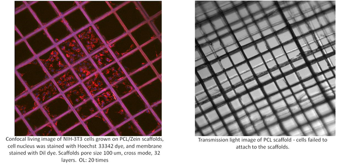 scafold-2