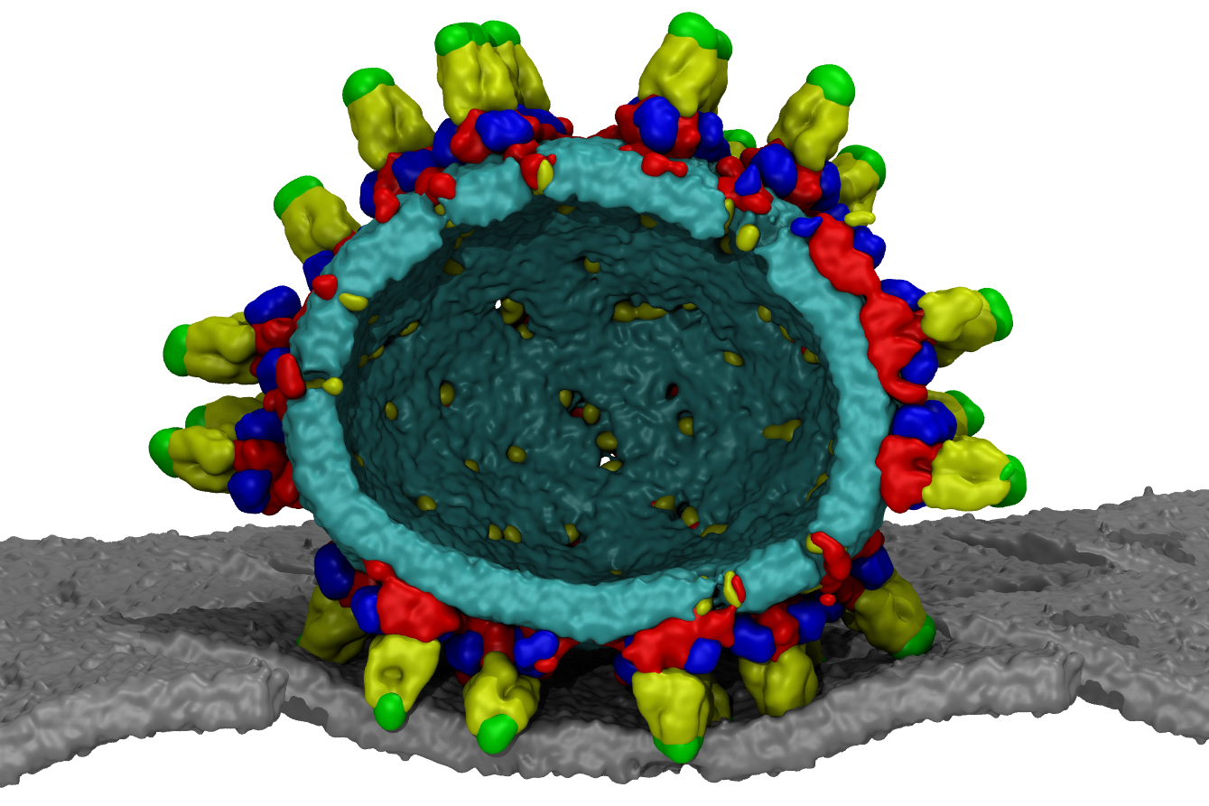 figure-dengue-fusion