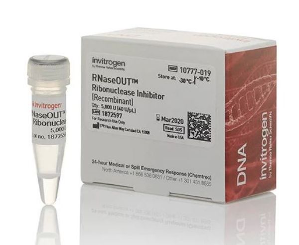 Picture of RNaseOUT Recombinant Ribonuclease Inhibitor