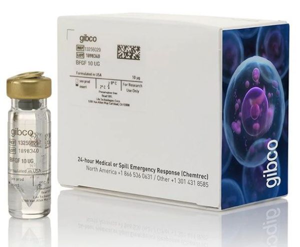 Picture of Human FGF-basic (FGF-2/bFGF) Recombinant Protein