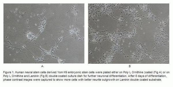 Picture of Laminin Mouse Protein, Natural
