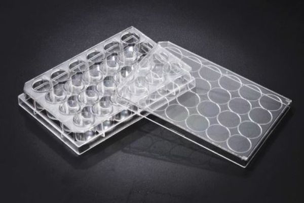 Picture of SPL (1mL) Plate, 24-Well, TC-Treated, Polystyrene, F-Bottom, Sterile, Clear
