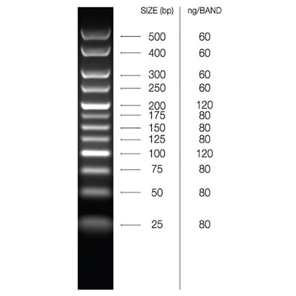 Picture of HyperLadder 25bp