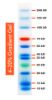 Picture of 10-250kDa Wide Range Protein Ladder (3 colours)