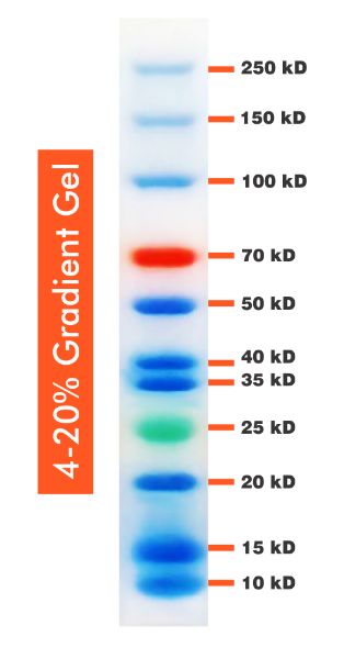 Picture of 10-250kDa Wide Range Protein Ladder (3 colours)