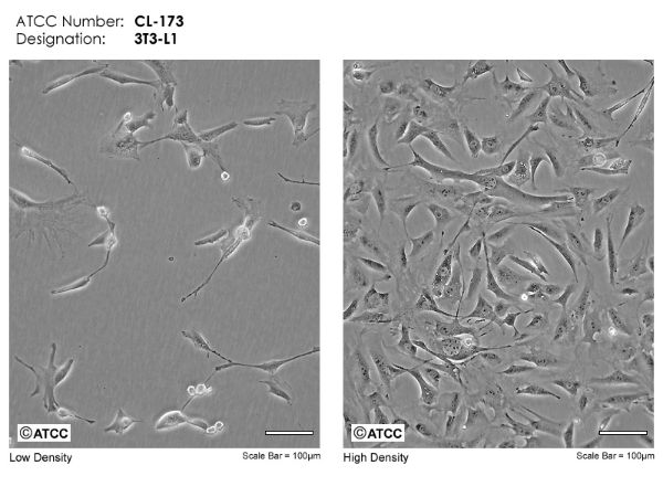 Picture of 3T3-L1 cell line
