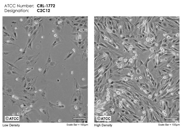 Picture of C2C12 cell line