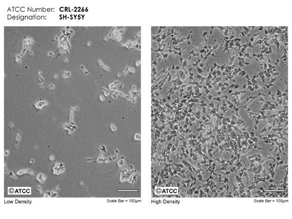 Picture of SH-SY5Y cell line