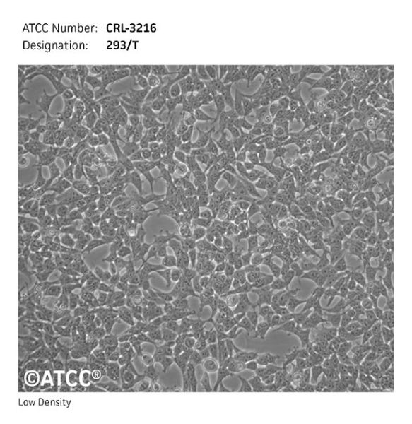 Picture of 293T cell line