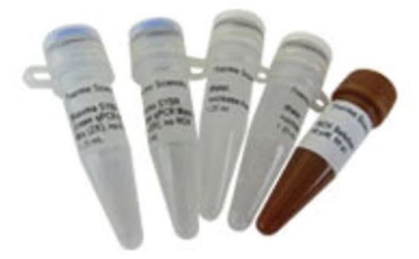 Picture of Maxima SYBR Green/ROX qPCR Master Mix (2X), 200 reactions