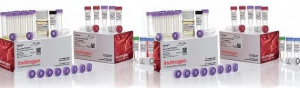 Picture of TOPO TA Cloning Kit for Sequencing, with One Shot TOP10 Chemically Competent E. coli (50 reactions)