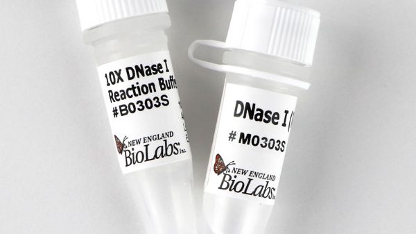 Picture of (S) DNase I (RNase-Free)