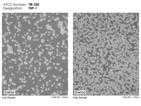 Picture of THP-1 cell line