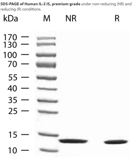 Picture of Human IL-2 IS, premium grade (10 ug)