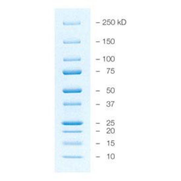 Picture of Precision Plus Protein All Blue Prestained Protein Standards