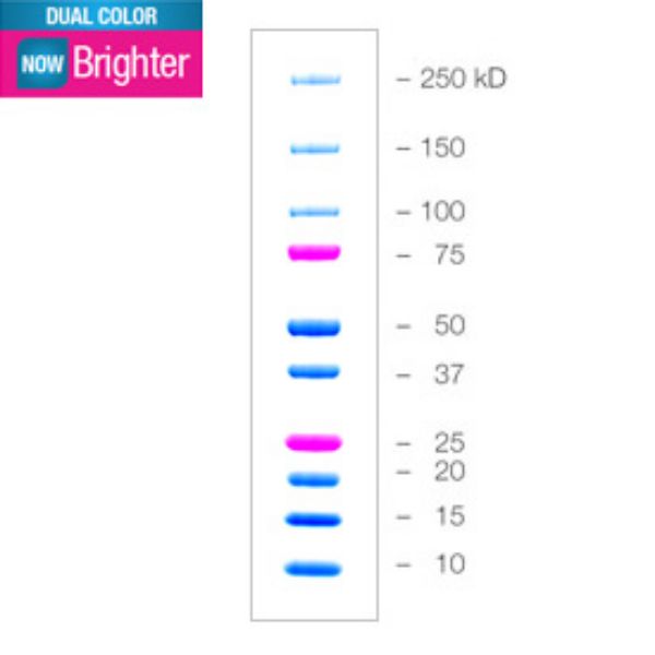Picture of Precision Plus Protein Dual Color Standard, 500ul