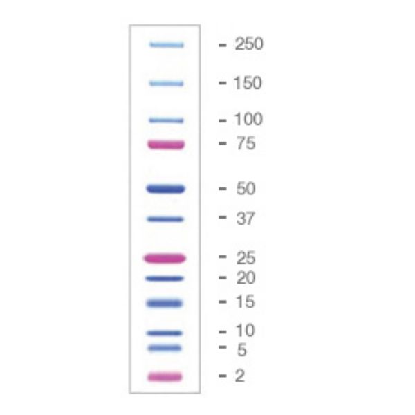 Picture of Precision Plus Protein Dual Xtra Standards