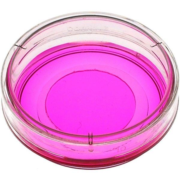 Picture of 35mm Glass Bottom Petri Dish, Thickness no. 1.5 (0.16-0.19mm)