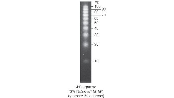 Picture of 10bp DNA Step Ladder