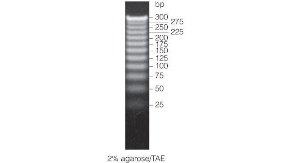 Picture of 25bp DNA Step Ladder, 55 lanes