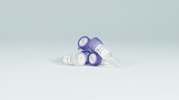 Picture of TNT SP6 High-Yield Protein Expression