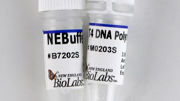 Picture of (S) T4 DNA Polymerase