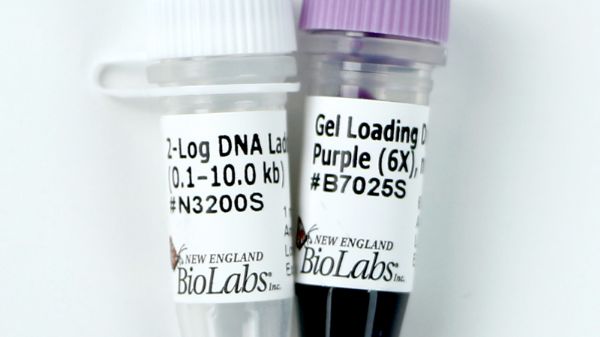 Picture of (S) 1 kb Plus DNA Ladder