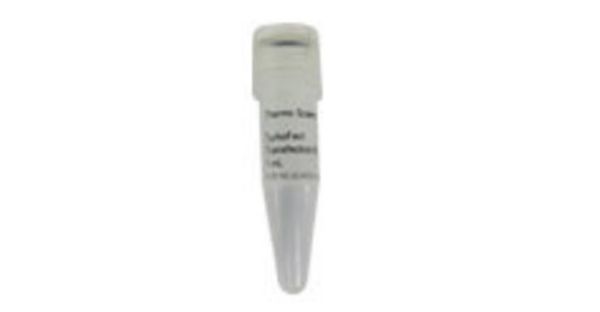 Picture of TurboFect Transfection Reagent 1ml