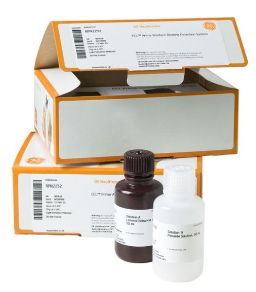 Picture of ECL Prime Western Blotting Detection Reagent