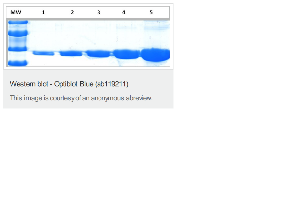 Picture of InstantBlue Coomassie Protein Stain (Bundle)