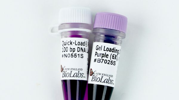 Picture of (L) Quick-Load Purple 100 bp DNA Ladder