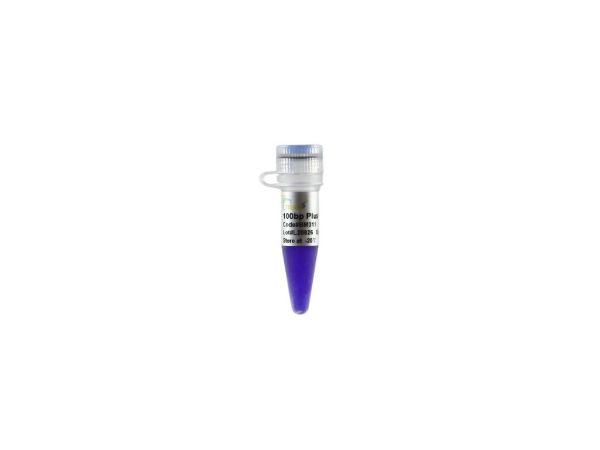 Picture of BM31101 100bp Plus DNA Ladder (500ul)