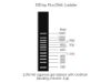 Picture of BM31101 100bp Plus DNA Ladder (500ul)