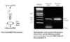 Picture of DNA Clean & Concentrator-5, Capped