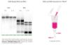 Picture of Direct-zol DNA/RNA MiniPrep Kit