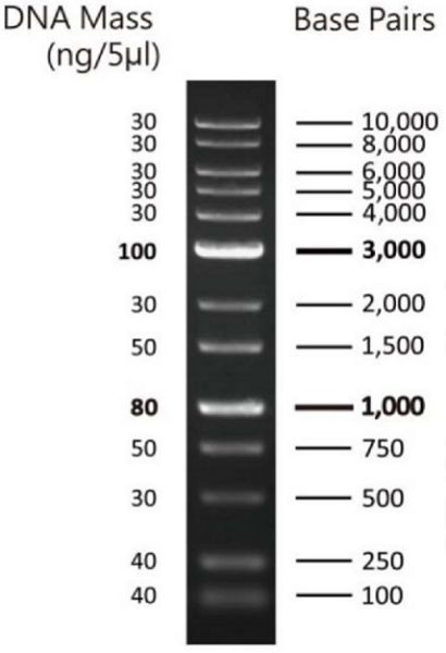 Picture of 1kb Wide Range DNA Marker PLUS (100bp – 10kb), Ready-to-use
