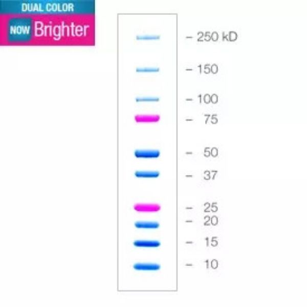Picture of Protein Dual Color Standards