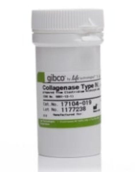 Picture of Collagenase, Type IV, 1g