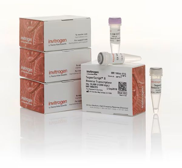 Picture of SuperScript II Reverse Transcriptase (4 x 10,000 units)