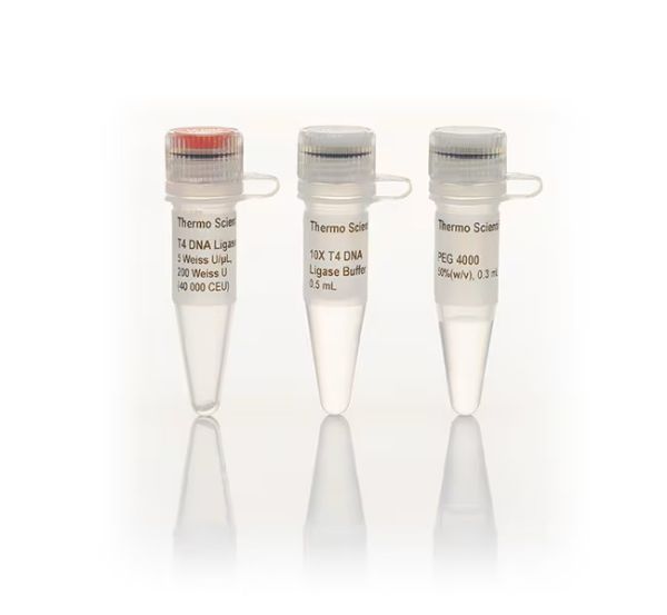 Picture of T4 DNA Ligase (1000 units, 5U/ul)