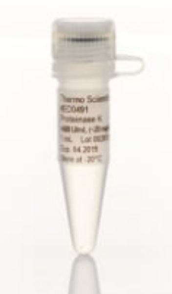 Picture of Proteinase K, ~600u/ml, 20mg/ml (1ml)