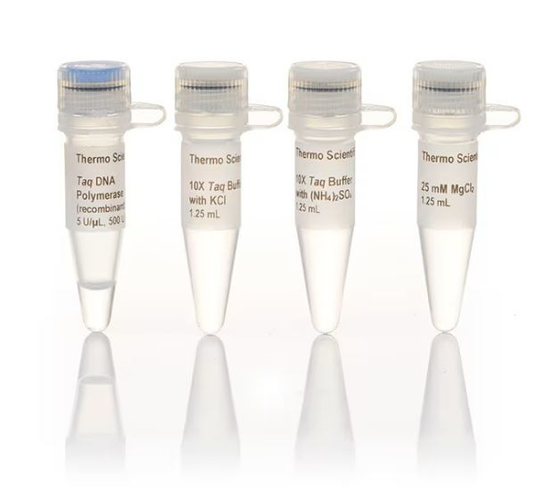 Picture of Taq DNA Polymerase, recombinant (500 units, 5U/ul)