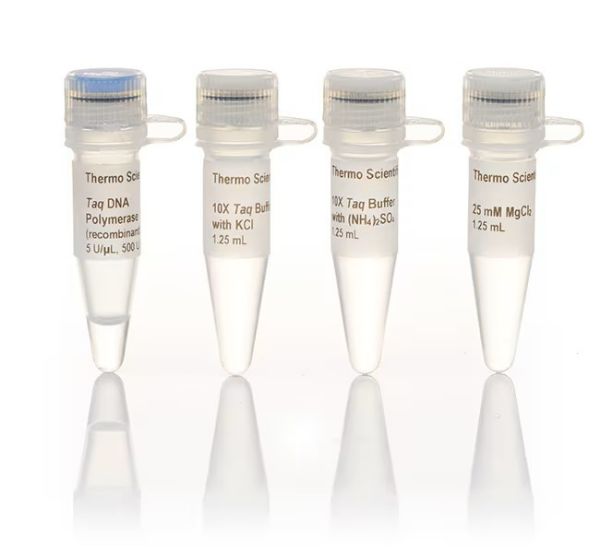 Picture of Taq DNA Polymerase (recombinant) (500u)