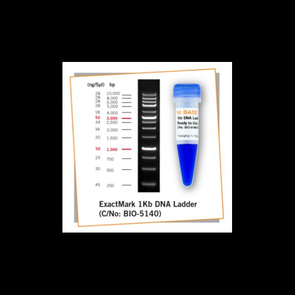 Picture of ExactMark 1kb DNA Ladder (250-10,000 bp), Ready to Use, 100ug