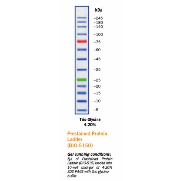 Picture of ExactPro Broad Range (10-245kDa) Prestained Protein Ladder, 250ul