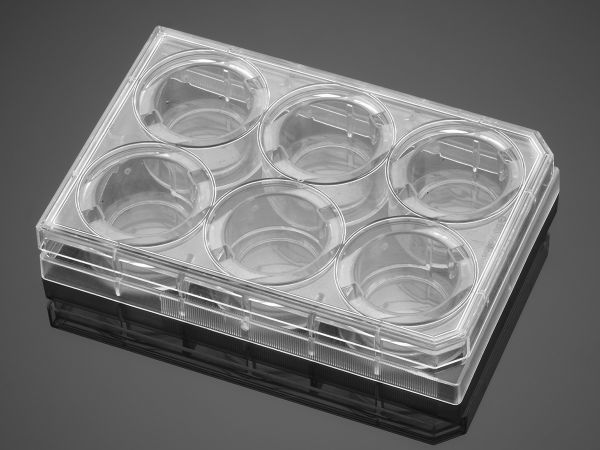 Picture of Corning BioCoat Matrigel Invasion Chamber with 8.0um Pore Polyester (PET) Membrane in four 6 WellPlates, 6/Pack, 24/Case